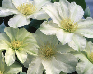 Clematis Alabast