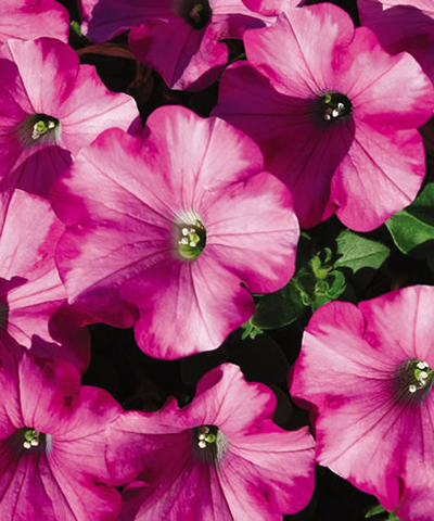 Petunias